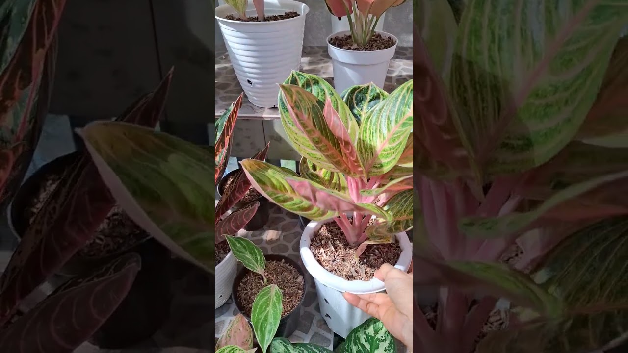 Koleksi2 Aglaonema