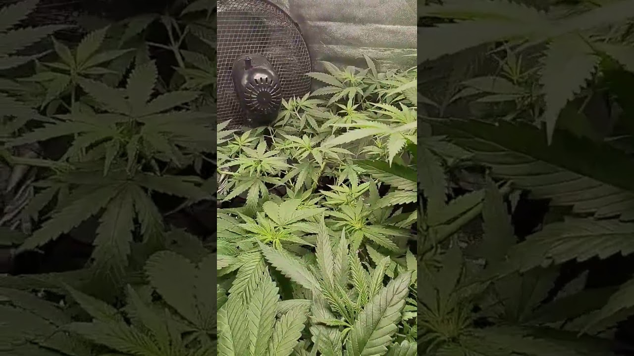 uk grow hobby ( week 4 flowering )#growmie #weed #ukgrow #fortheloveofit