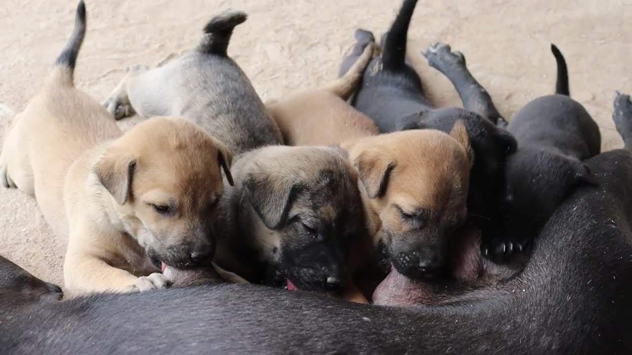 You’ll Melt Watching These Tiny Newborn Puppies Drink Milk