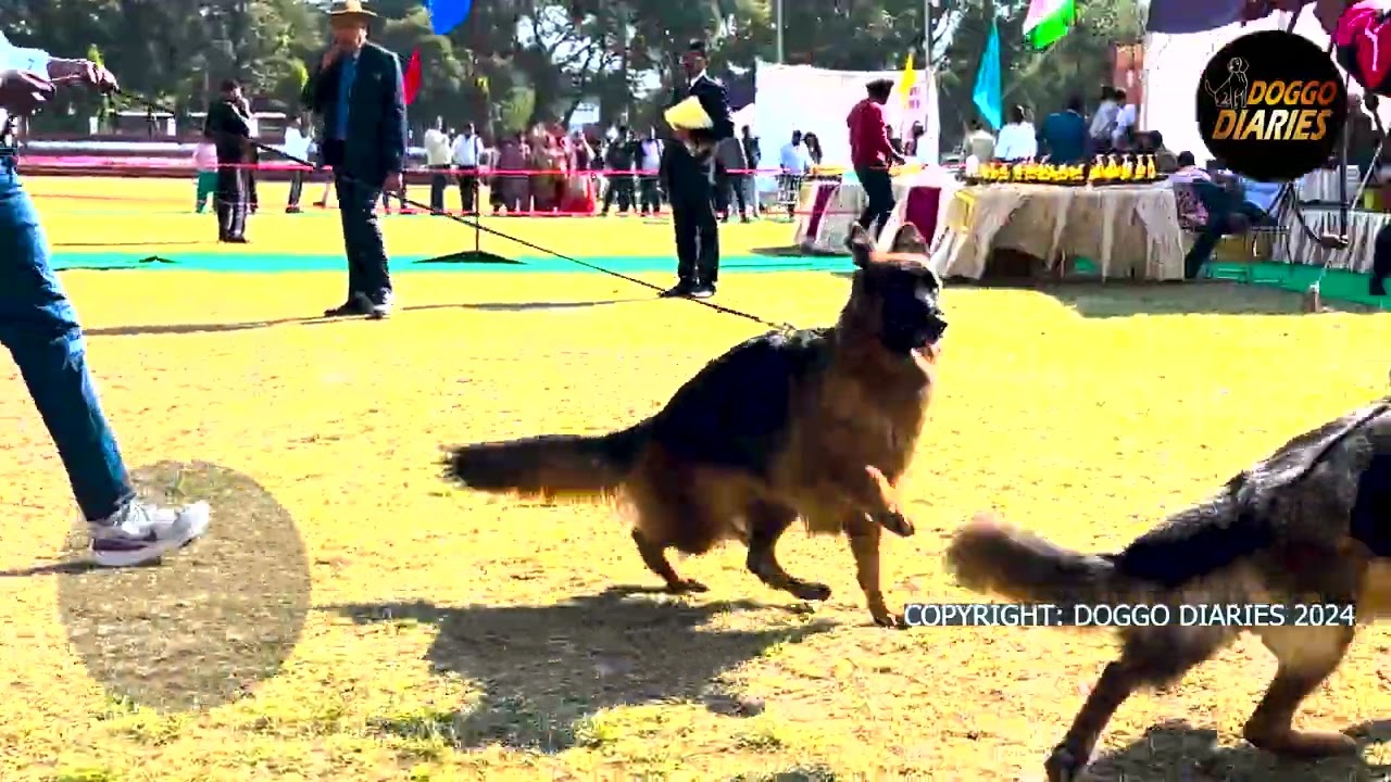 German Shepherd Long Coat Ring Mein Handlers Dikhe Kamjor !! |Dehradun Dog Show | Doggo Diaries