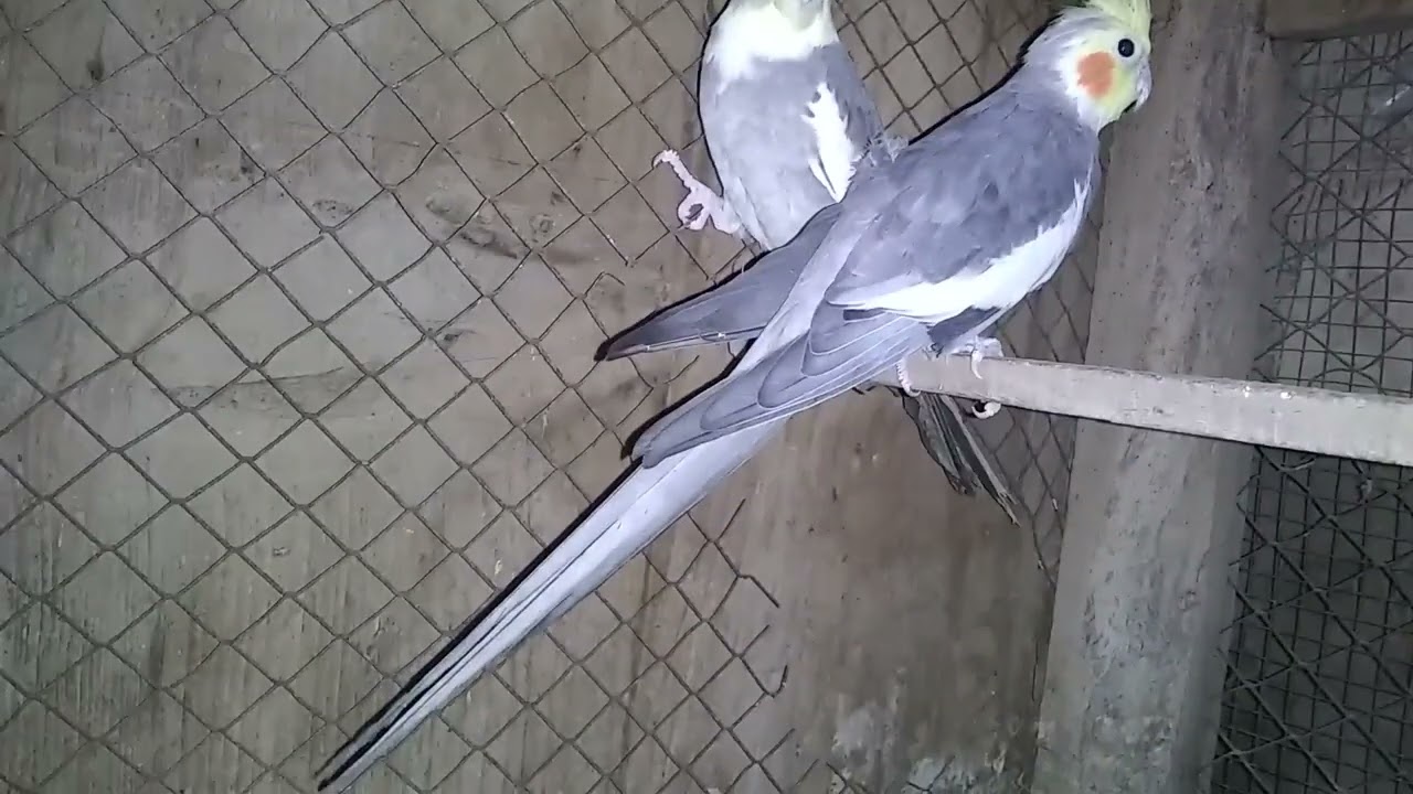 Cocktail parrot home breeding not for sell 