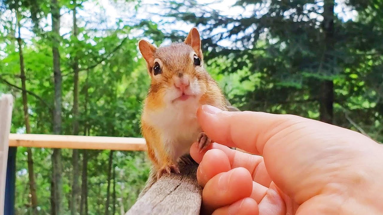 톡.톡.톡. 월리야, 나 좀 봐봐봐~ㅎ Tap, Tap, Tap...Look At Me, Wally!