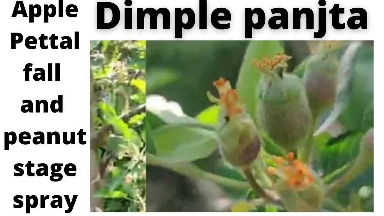 Dimple panjta pettal fall spray and Nutrition Best video pettal fall stage Best Spray