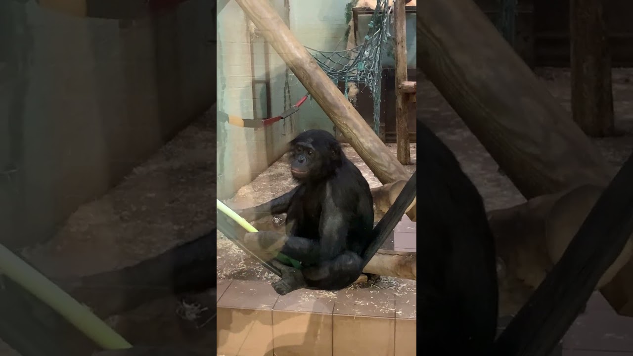 A day out at Twycross Zoo UK
