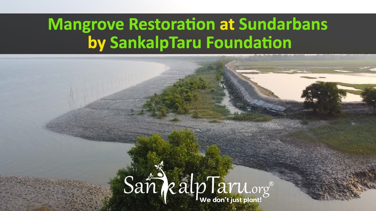 Mangrove Restoration at Sundarbans by SankalpTaru Foundation