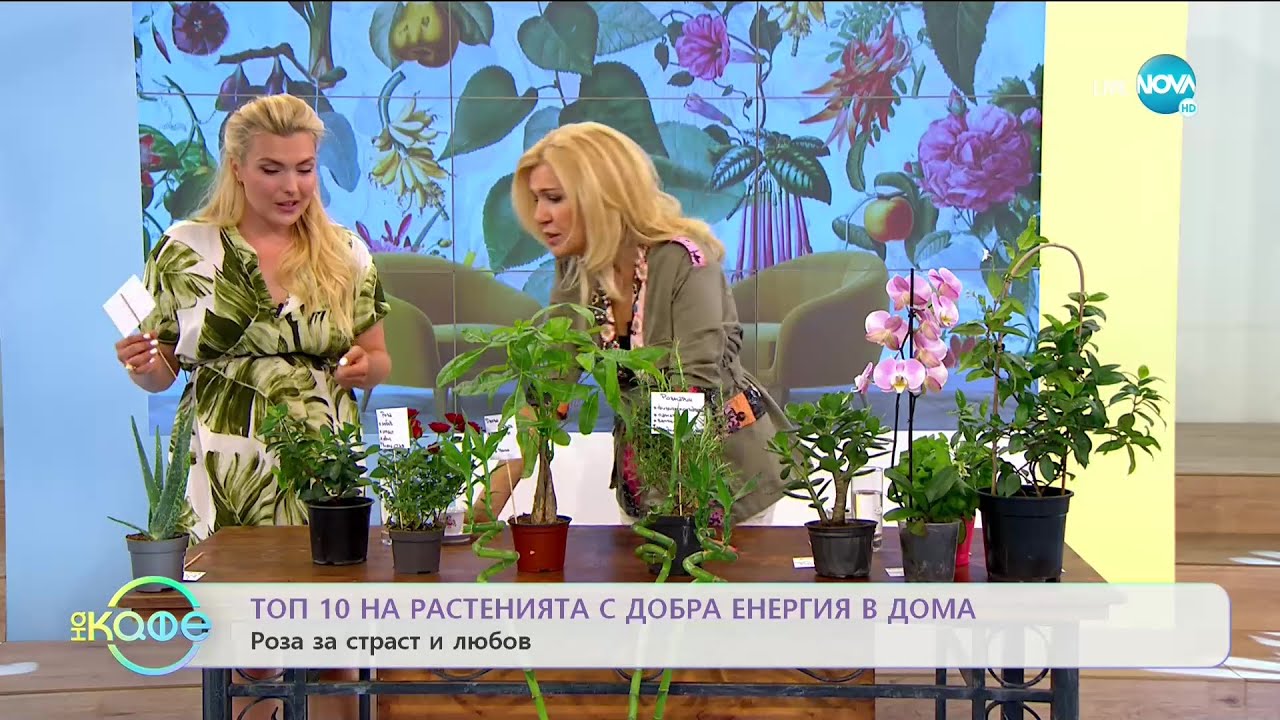 Топ 10 на растенията с добра енергия в дома - „На кафе” (22.07.2020)
