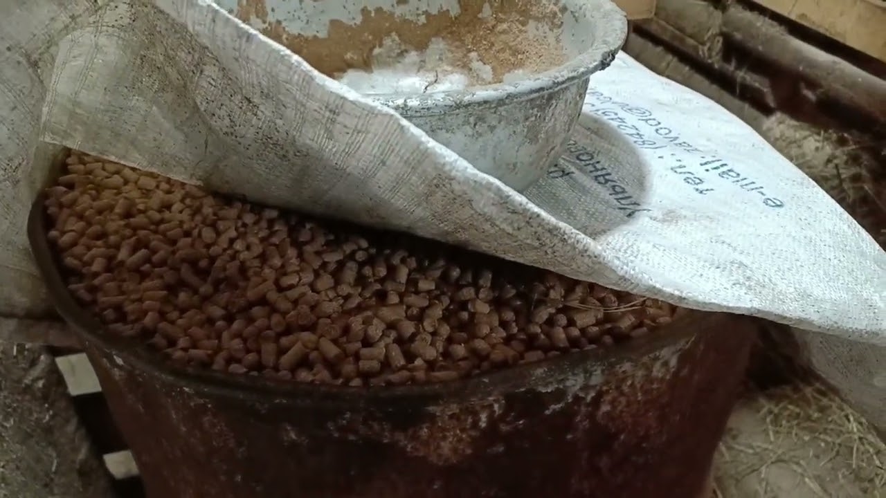 Запаслись кормами и досками. Наконец-то вернули посудомойку. Жизнь в деревне. 