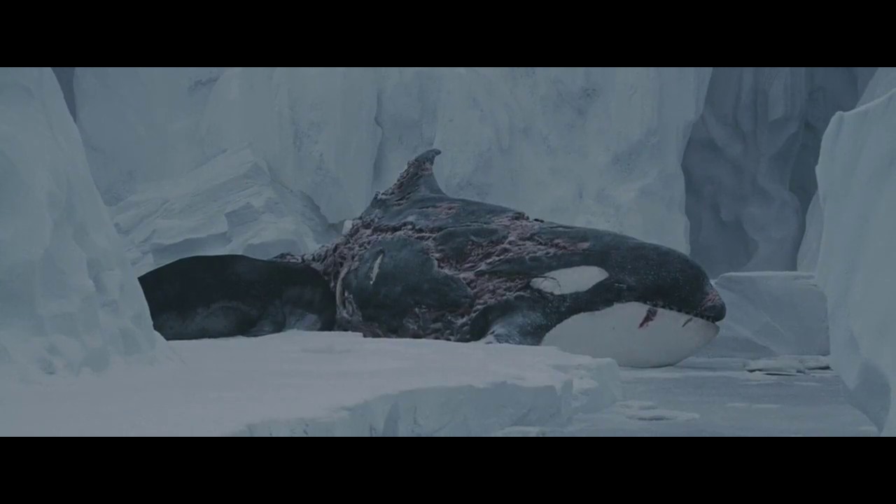 Whale/seal Scene from eight below