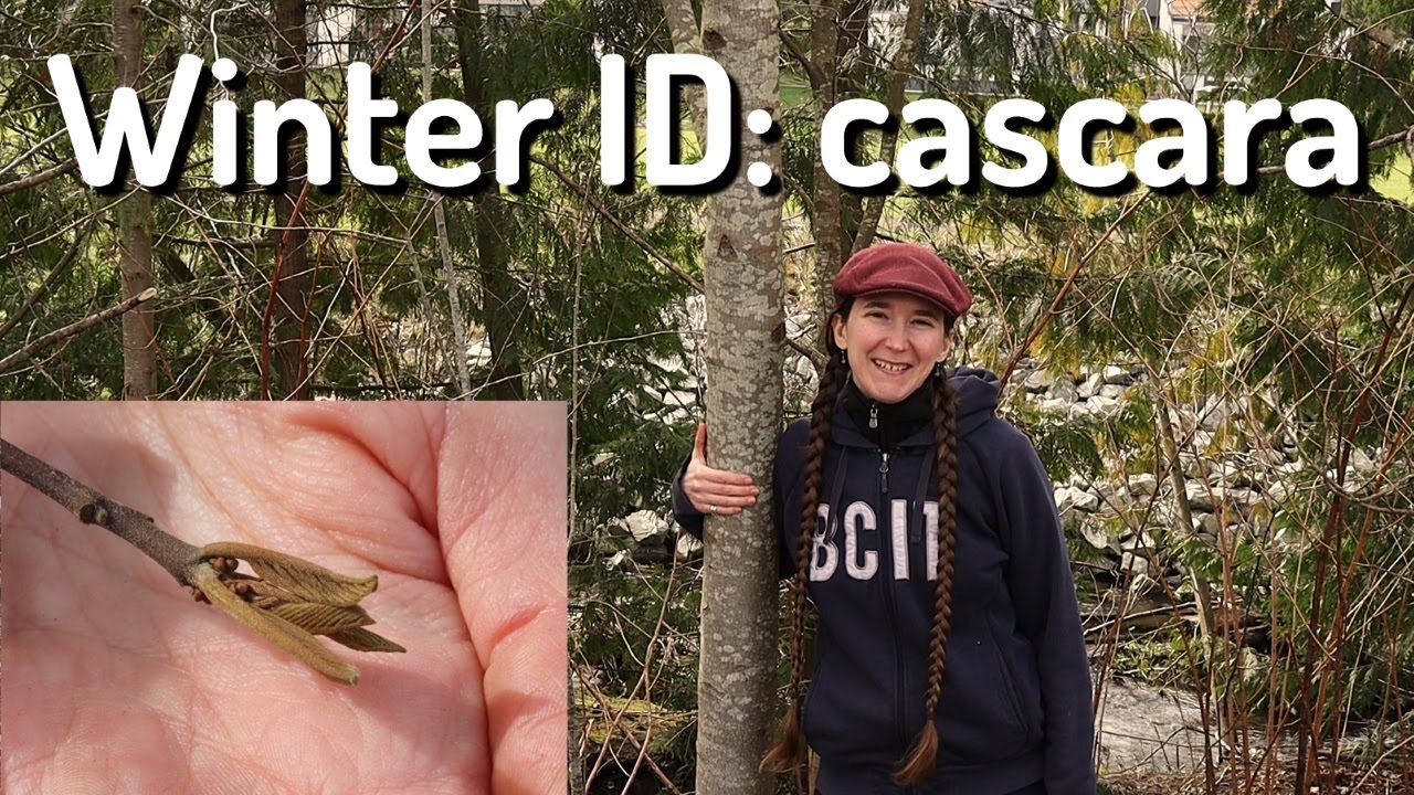 Plant ID: cascara in winter