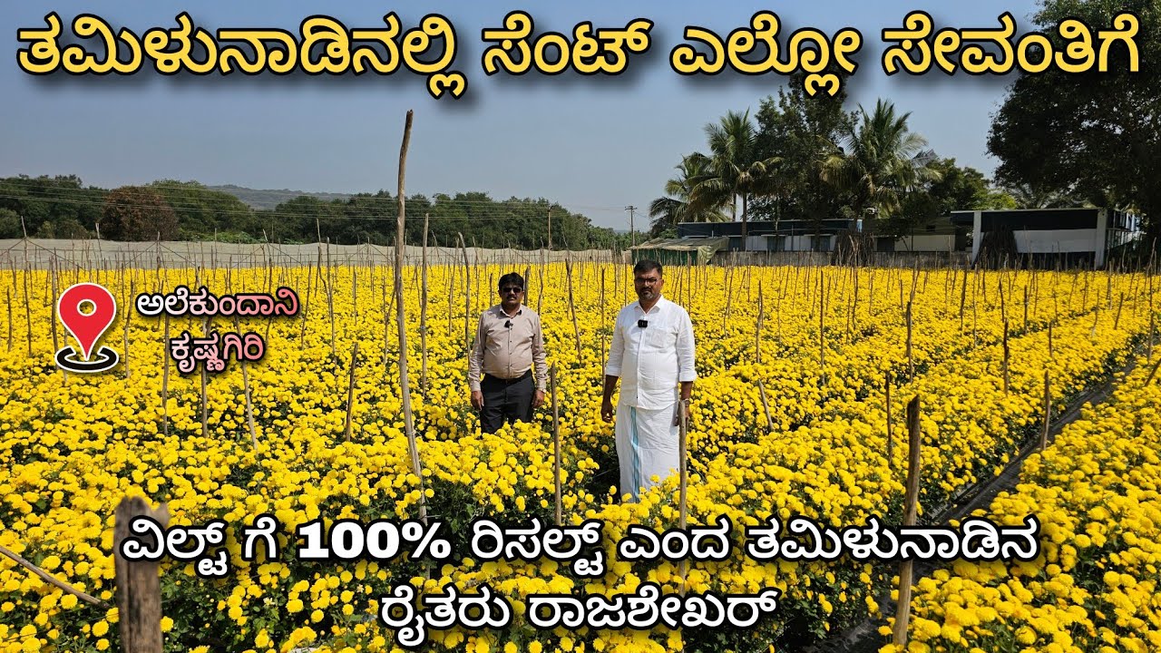 Successful control of wilt disease in sent yellow chrysanthemum at Krishnagiri TN | 