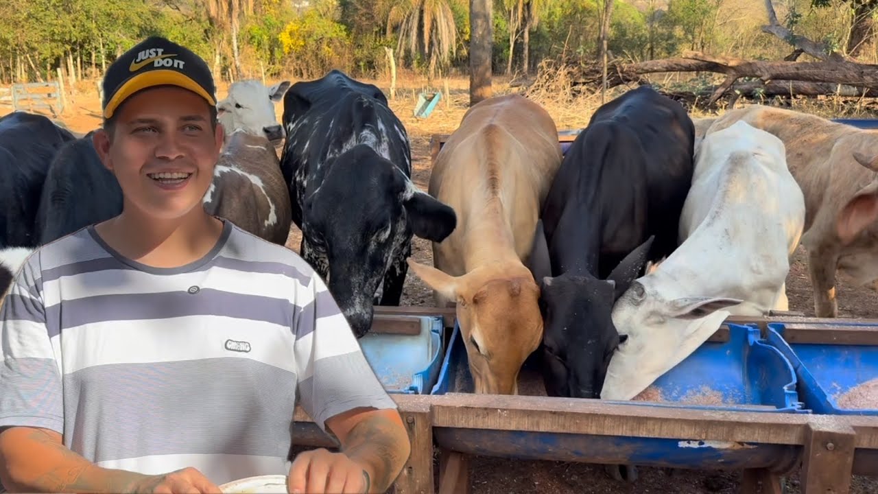 ELE TEM UM SÍTIO SUPER LUCRATIVO E APROVEITA CADA PEDAÇO DE TERRA. @gordim_l200 