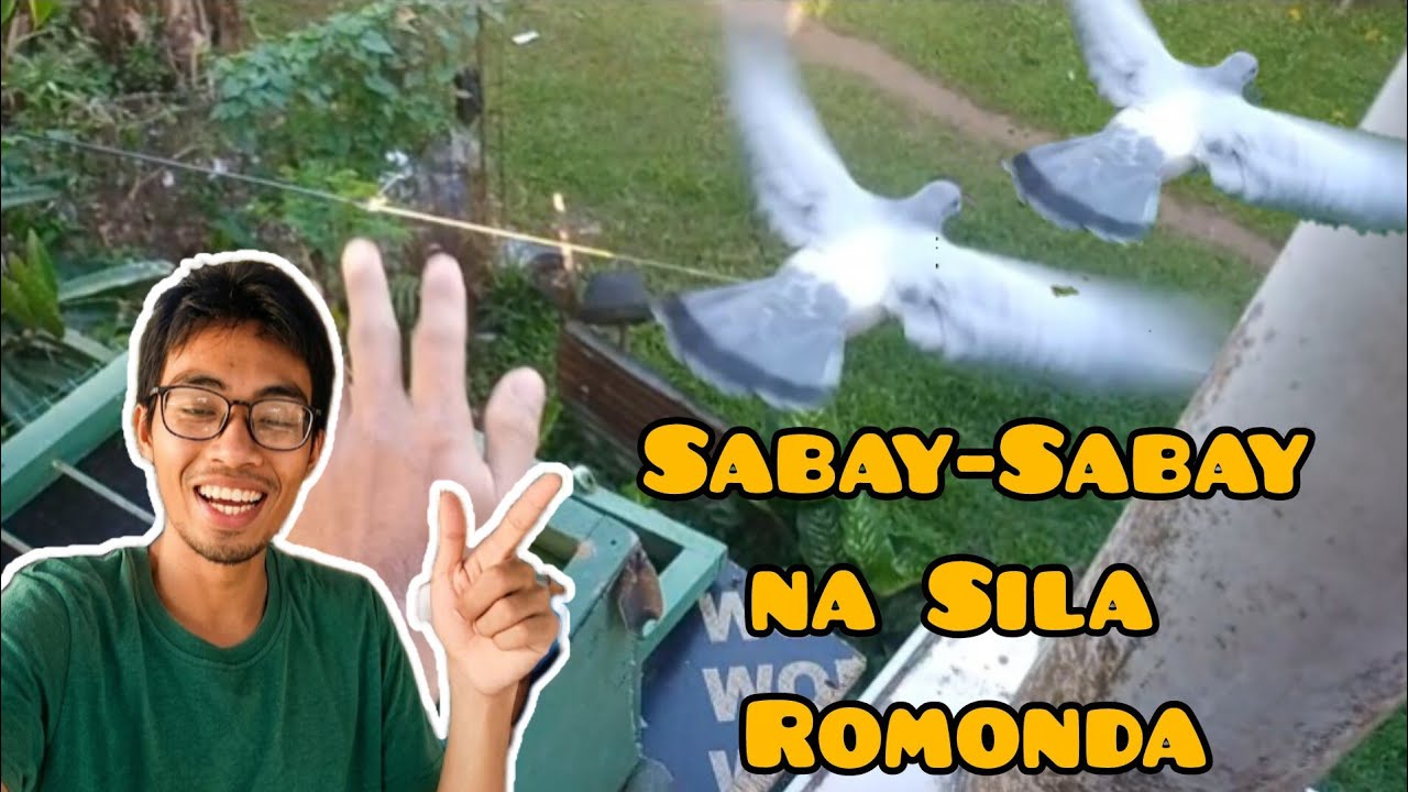 NAGRERANGING NA ANG ATING MGA WARRIORS | Shinobi Pigeon TV
