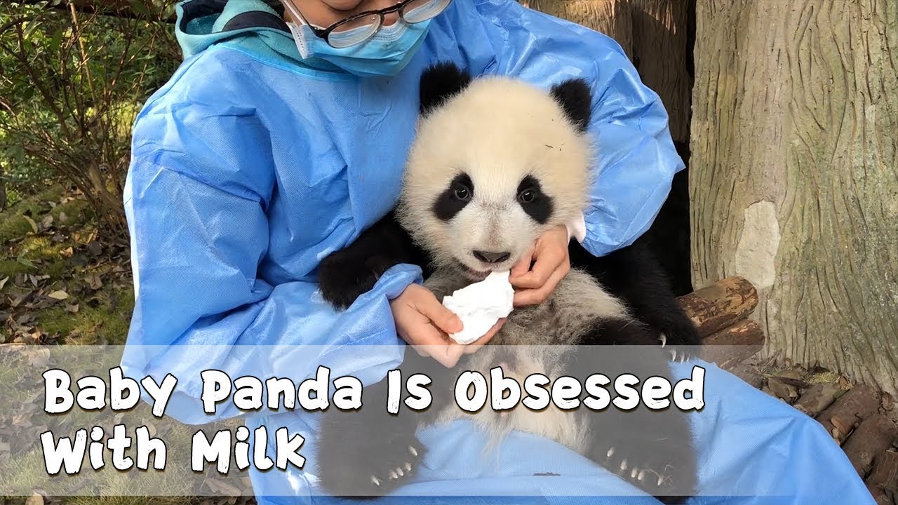Baby Panda Is Obsessed With Milk | iPanda