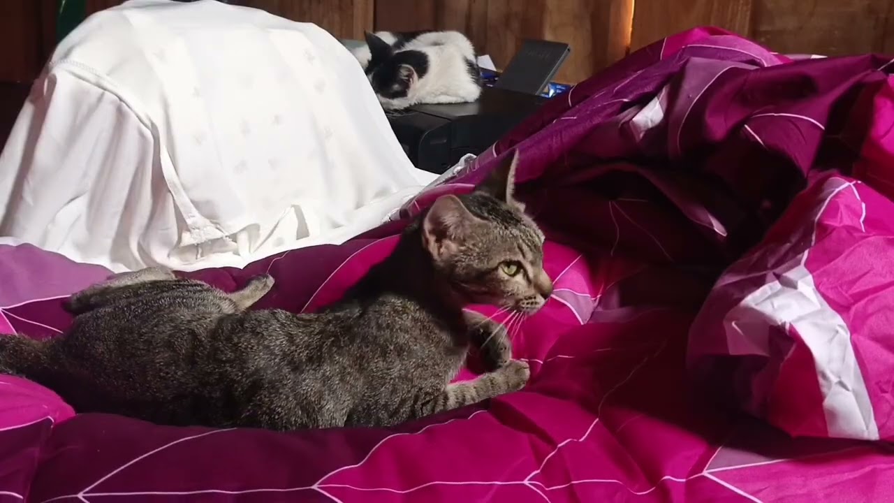 Cute Sleeping Cats: A Masterclass in Relaxation