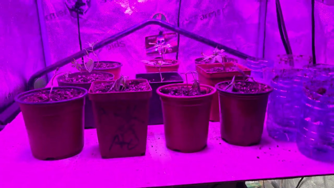 SPIDER FARMER 2X2 GROW TENT UPDATE. AGENT ORANGE AND HOOKING UP MY 280 WATT LIGHT