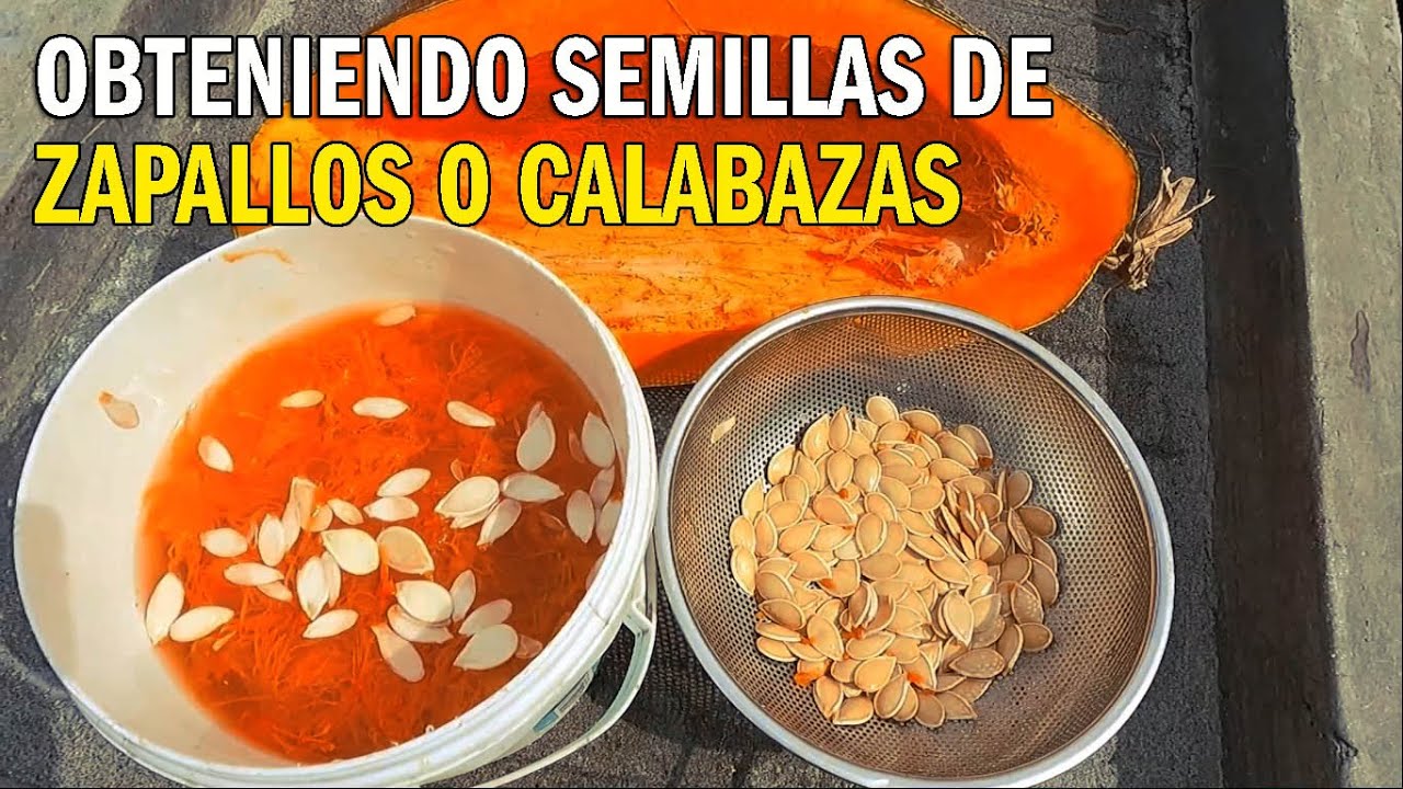 CÓMO OBTENER Y GUARDAR SEMILLAS DE ZAPALLO Y/O CALABAZA