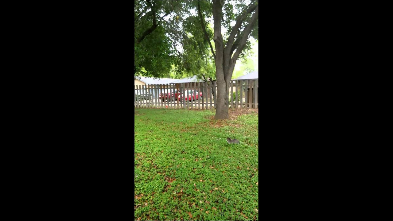 Obi getting attacked by birds.