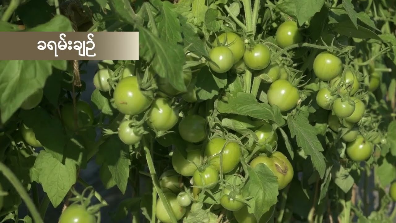 How to grow - Tomato - ခရမ်းချဉ်