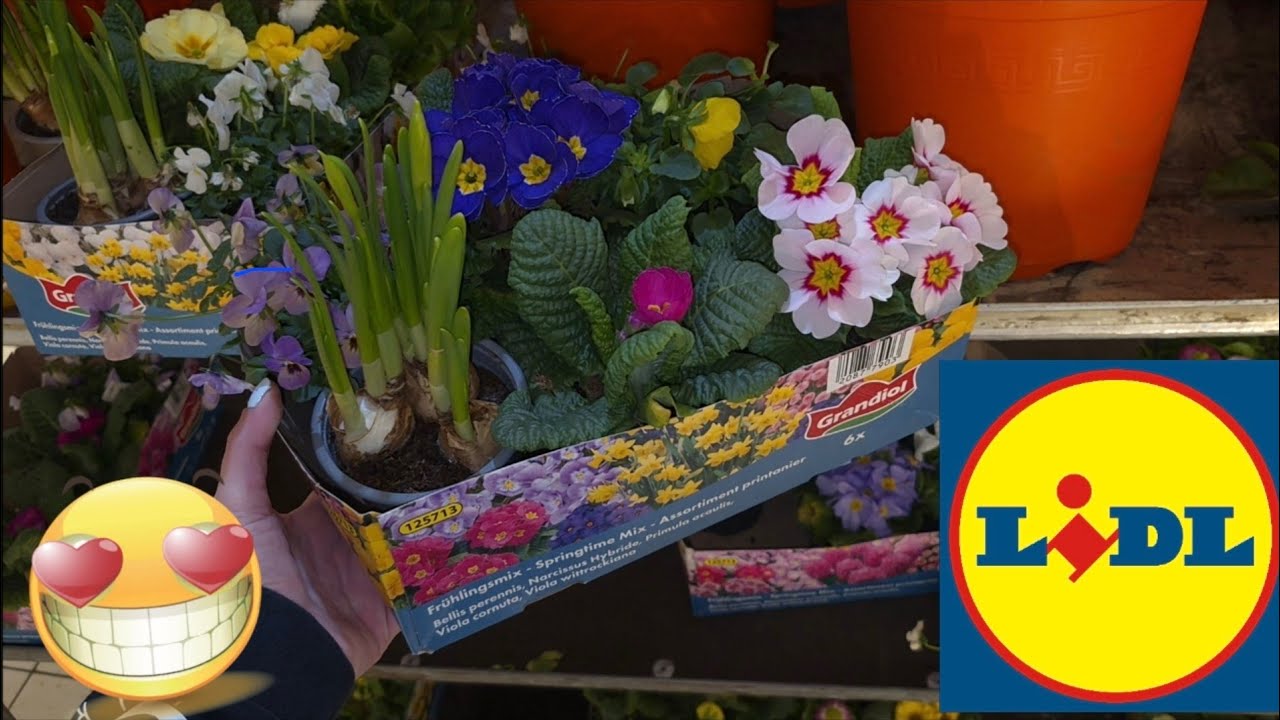 ARRIVAGE LIDL 10 MARS 2026