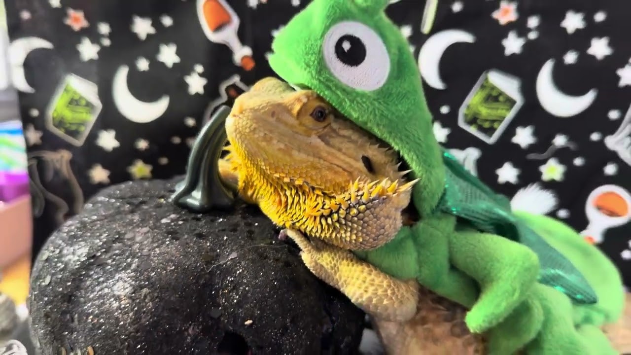 Happy Halloween from the Dragons of Finnian’s Lair! 🎃🎃🎃