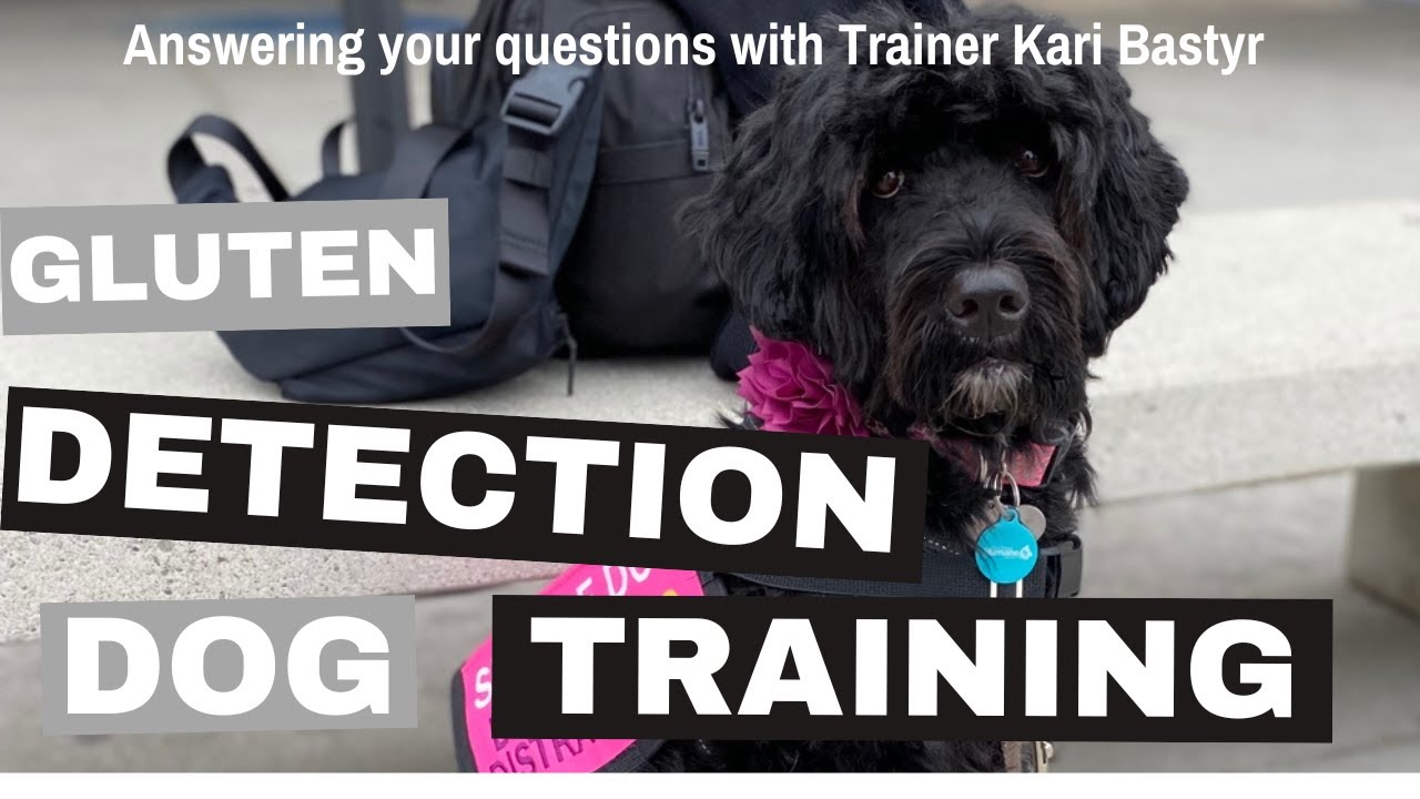 Gluten Detection Dog Training with Expert Dog Trainer, Kari Bastyr, Answering your questions.