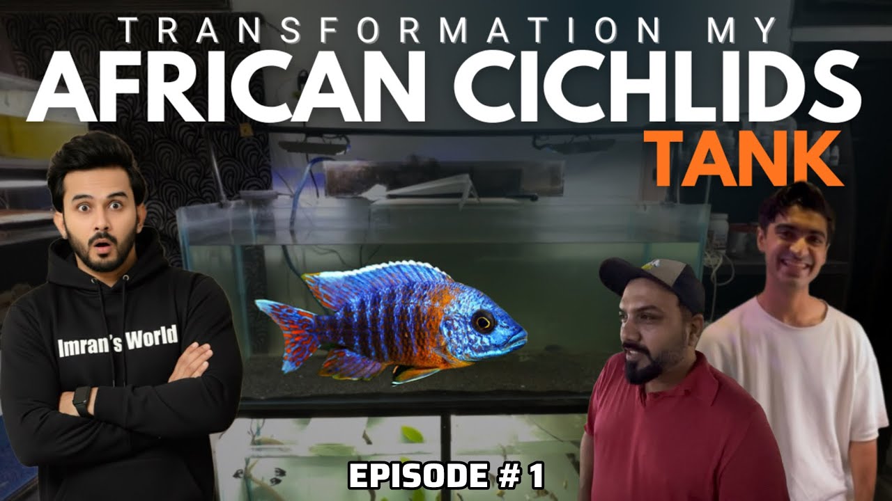 African Cichlids Transformation Begins | Ep. 1 - Imran’s World