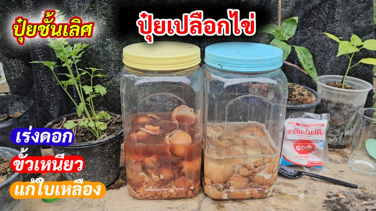 น่าทึ่งมาก💥เปลือกไข่หมักไว้แค่นี้ ใช้แทนปุ๋ยเคมีได้ ทุกบ้านต้องมีไว้
