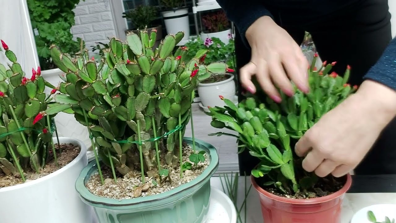 봄꽃(원종게발선인장)(꽃)피고나면 말라죽어요??(꽃)피기전에(꼭)이렇게 해주세요 싱싱하게 (묵은둥이로) 키우는 방법 알려 드릴께요