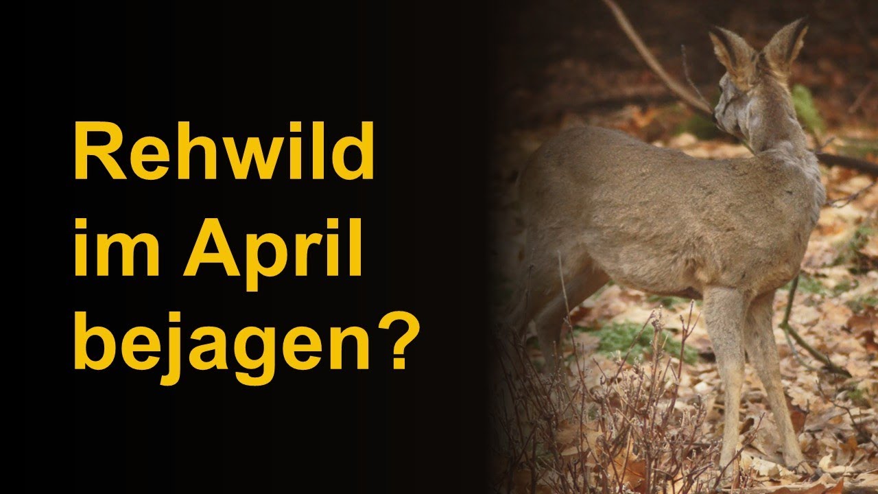 Rehwild im April bejagen?