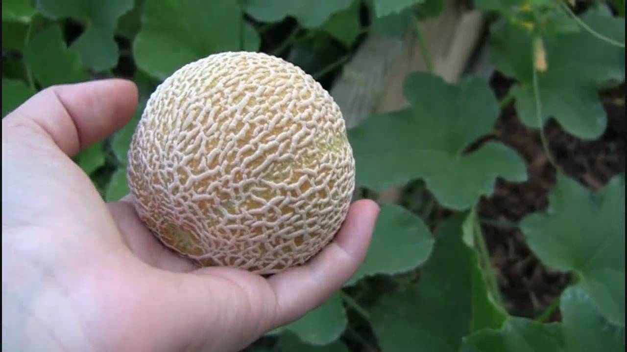 Melons, Melons, Melons! - Vertical Melons!