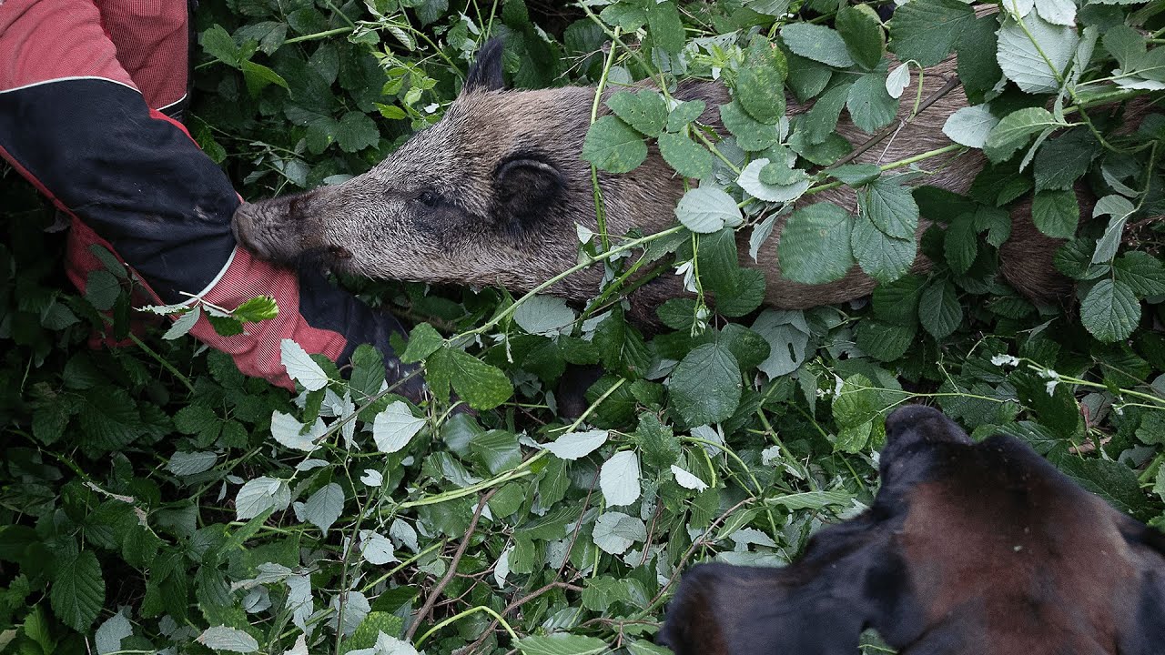 SAU bei&szlig;t Hundef&uuml;hrer ins Bein! | Maisjagd mit der Drohne (Drohnen bei der Jagd)