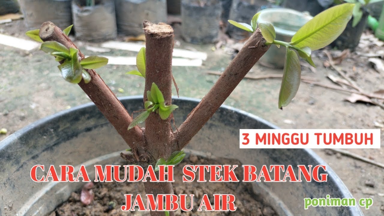 CARA STEK BATANG JAMBU AIR, 3 minggu tumbuh @poniman cp