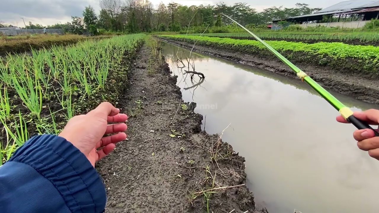 ⁉️Gakk di sangka ternyata ada ikannya // padahal airnya sangat dangkal🔥💯
