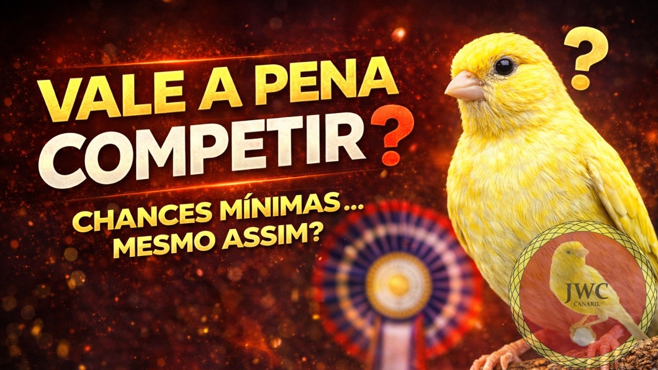 Vamos pro campeonato! Temos chance? Você vai também? #canariljwc #canário