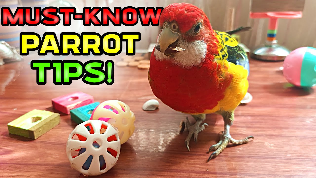 Parrot Care Tips You Need to Know!