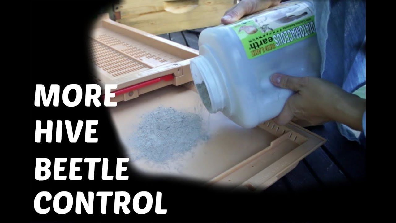 Laying Out New Hive Beetle Traps -- Bee Vlog #27, 2018