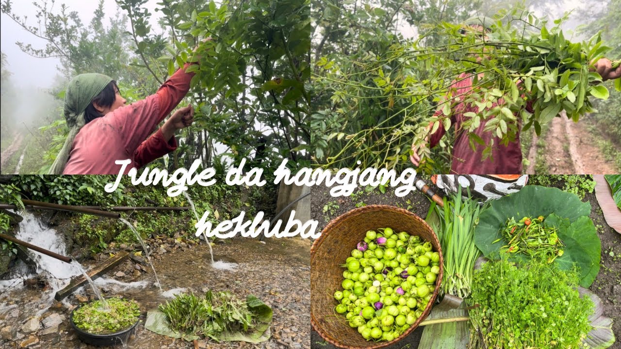 Jungle da hajang napi hekluba