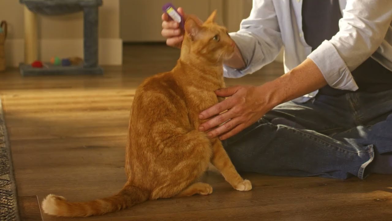 PetArmor Plus - Cats Work Hard
