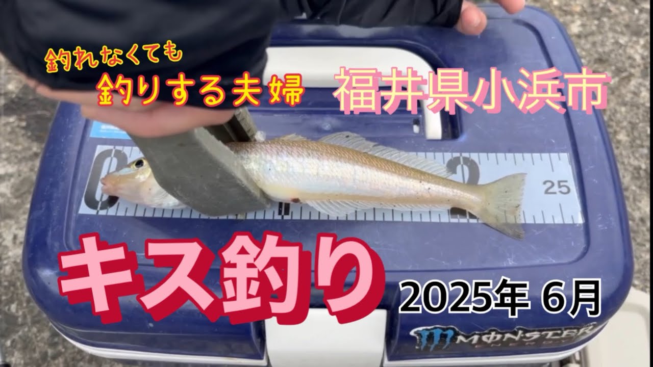 [キス]福井県小浜で初夏のキス釣り