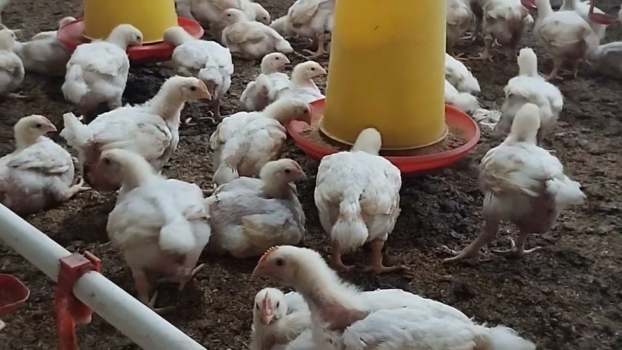 Ayam broiler
