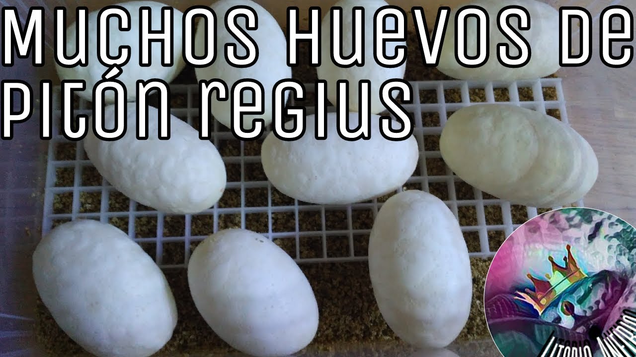 Muchos huevos de pitón bola! (Regius python)