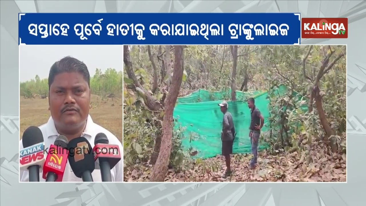Wild Elephant dies after eating bomb accidentally in Kamakhyanagar | Kalinga TV
