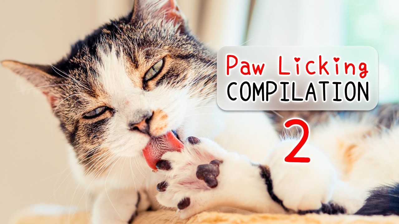 🐾 Cats Licking Paws ASMR Compilation 2 🎧 | Cat Grooming | Curry Sugar Meow