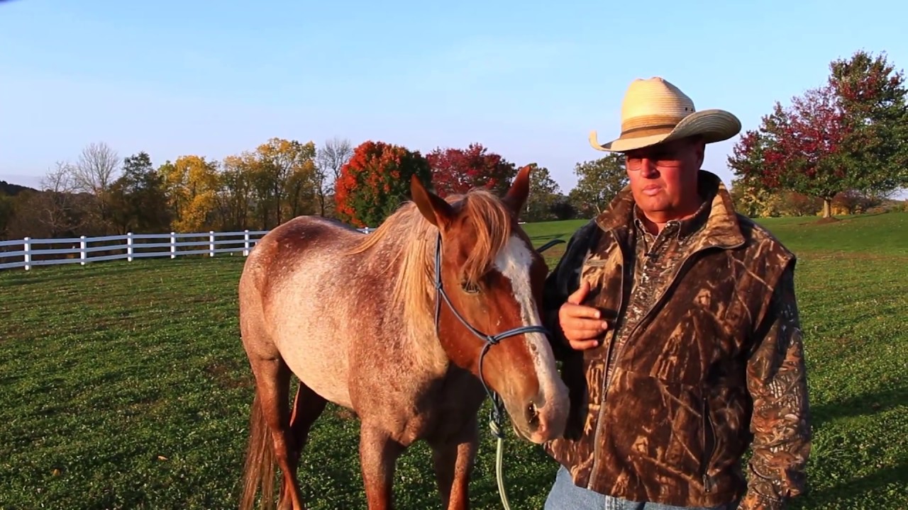 Horse strangles!  what do I do?