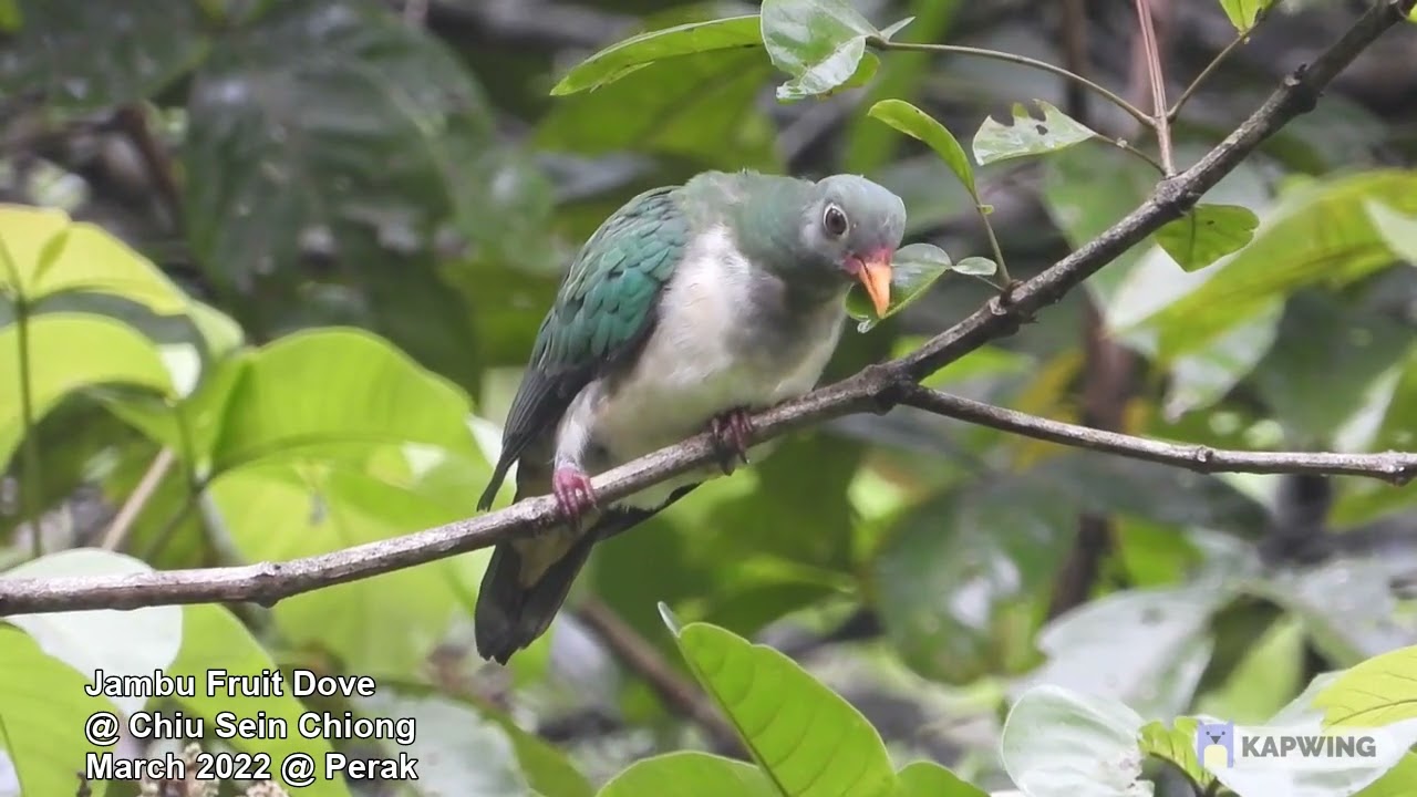 Jambu Fruit Dove @ Chiu S C 4953