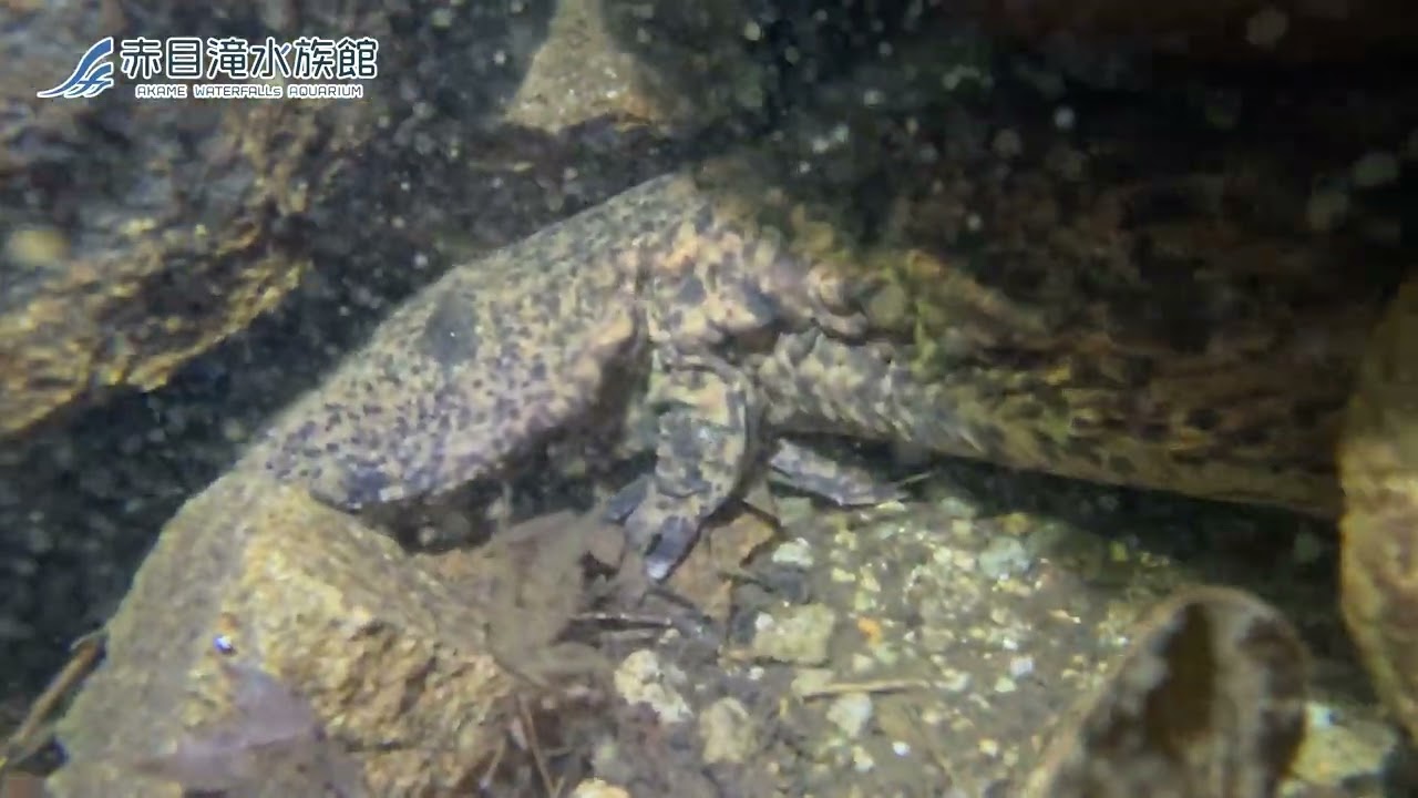 【滝壺潜水調査】2026年1月14日(水) 滝壺でオオサンショウウオを発見