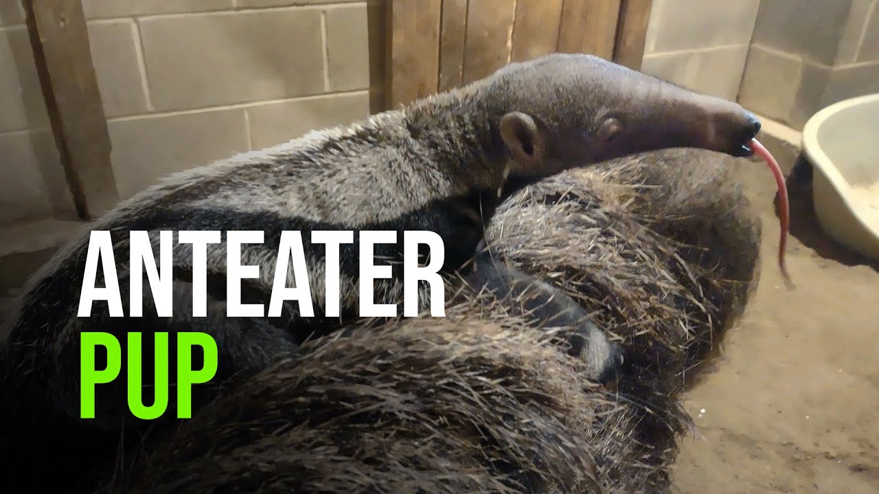 Baby Giant Anteater Born at Connecticut’s Beardsley Zoo
