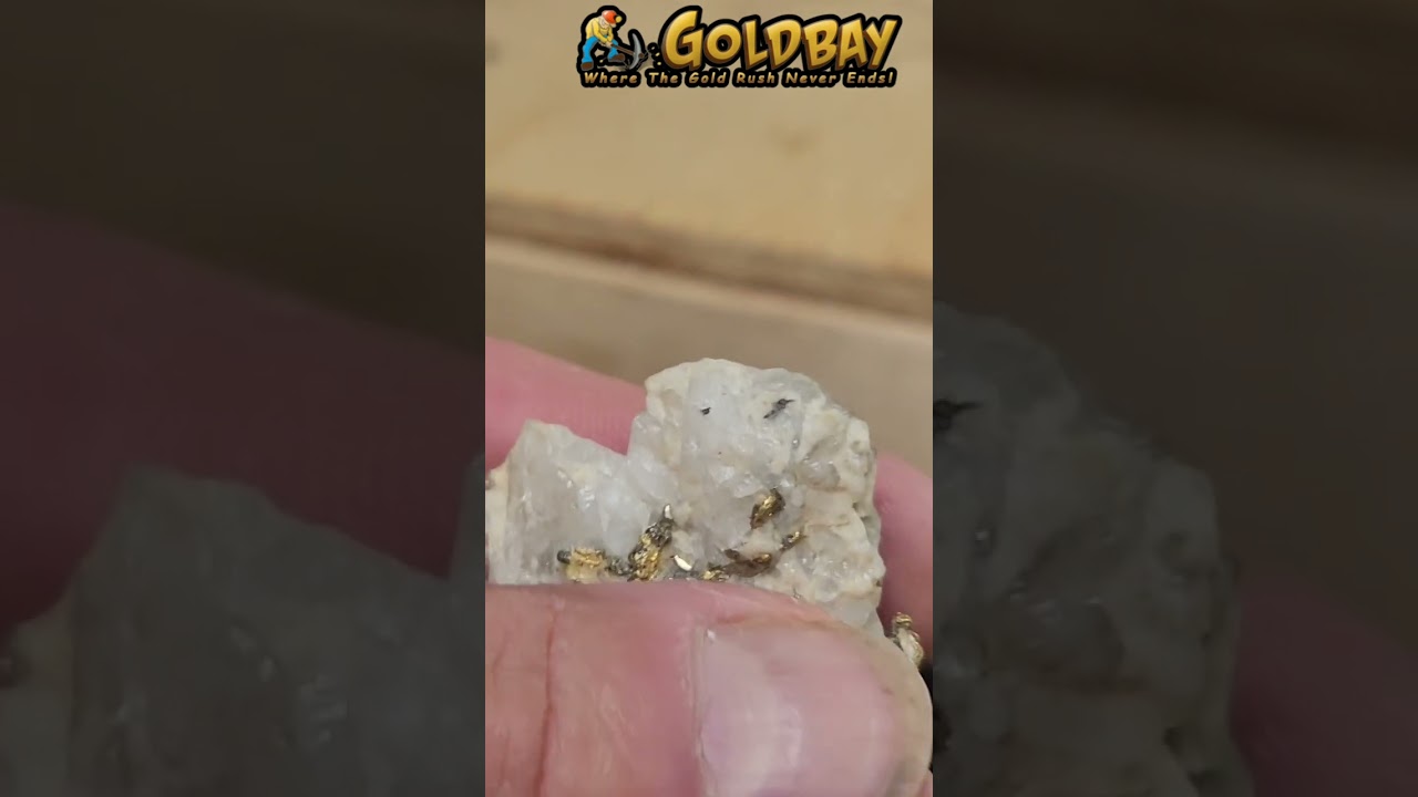 Gold and fools gold together on 1 specimen @Goldbay !