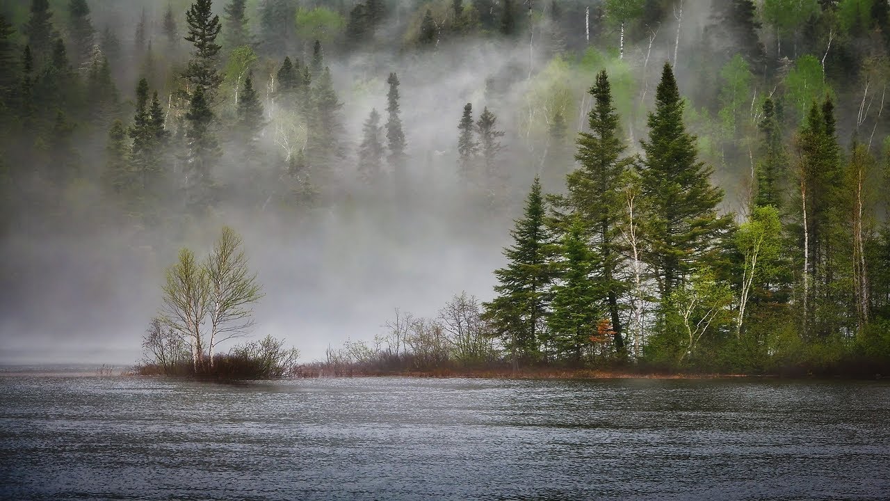 🌲 Un Paseo Relajante por el Bosque: M&uacute;sica para Meditaci&oacute;n y Relajaci&oacute;n Profunda 🎶
