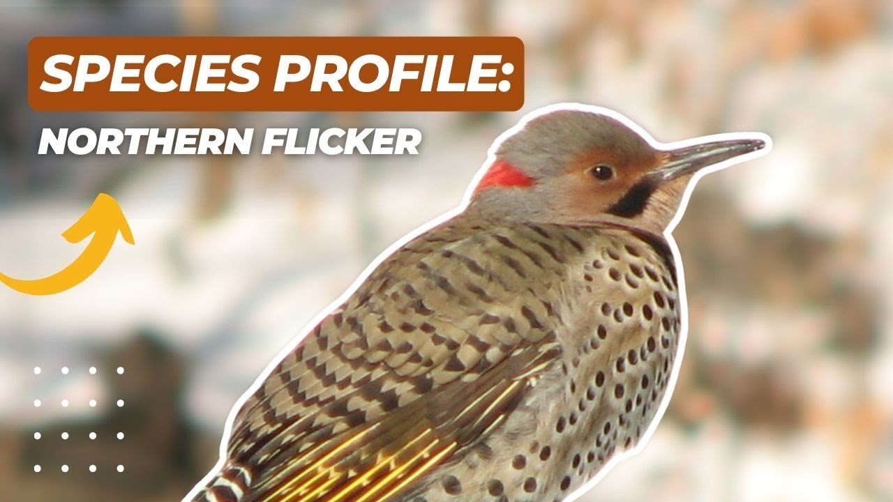 Is the NORTHERN FLICKER the Most Fascinating Bird in the Forest?